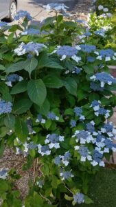 S__3343430_0-min
