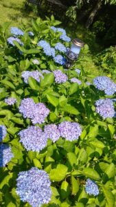 S__3343434_0-min
