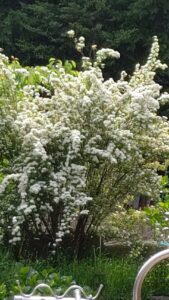S__3343435_0-min