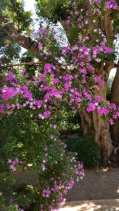 S__3343464_0-min