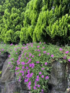 S__3343534_0-min