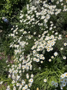 S__3343540_0-min